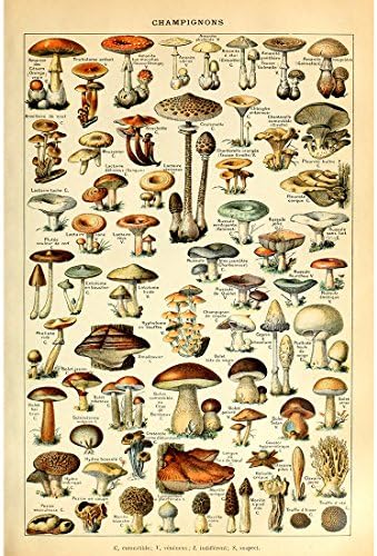 Meishe Art Vintage Vintage Poster Prints Fushroom