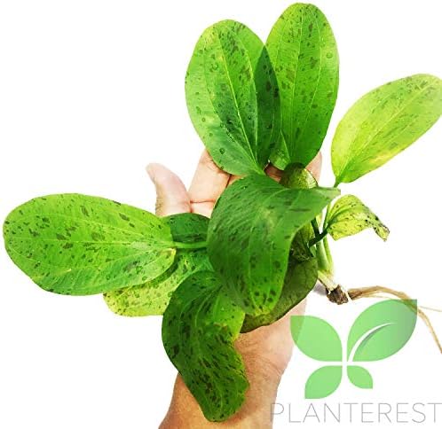 Planterest - Echinodorus Ozelot Bunch ירוק קישוטי צמח אקווריום חי קנה 2get1free